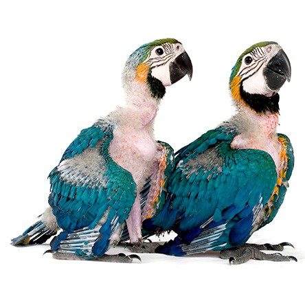 Two parrots sitting side by side in front of a white background.