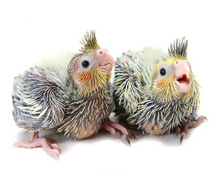 Two cockatiels on a white background.