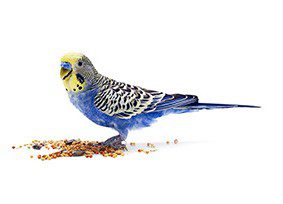 A blue and yellow parakeet eating seeds on a white background.