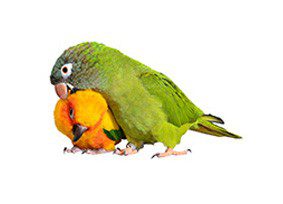 Two green and orange parrots on a white background.