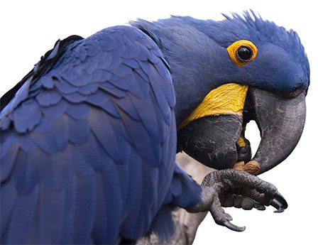 A blue and yellow parrot.