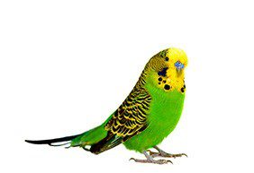 A green and yellow parakeet standing on a white background.