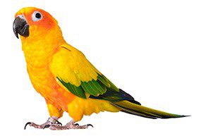 A yellow and green parrot standing on a white background.