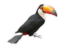 A toucan standing on a white background.