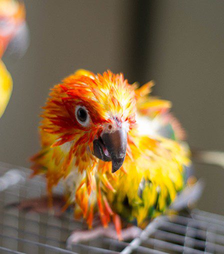 Two parrots sitting on a metal cage.