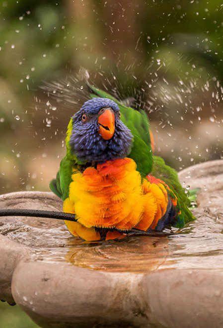 A colorful bird is taking a bath in a birdbath.