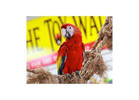 A red parrot sitting on a branch in a store.